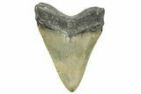 Fossil Megalodon Tooth - North Carolina #373128-2